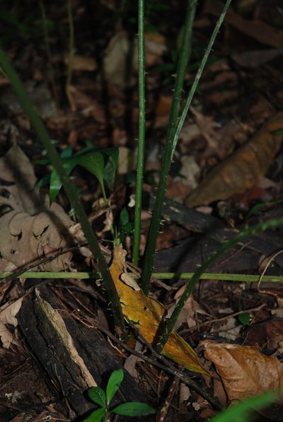 Zamia neurophyllidia, photographed by Quentin Groom
