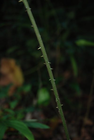 Zamia neurophyllidia, photographed by Quentin Groom