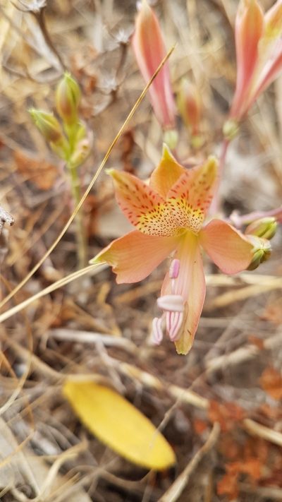 Alstroemeria marticorenae, photographed by Javier Conejeros Gastó