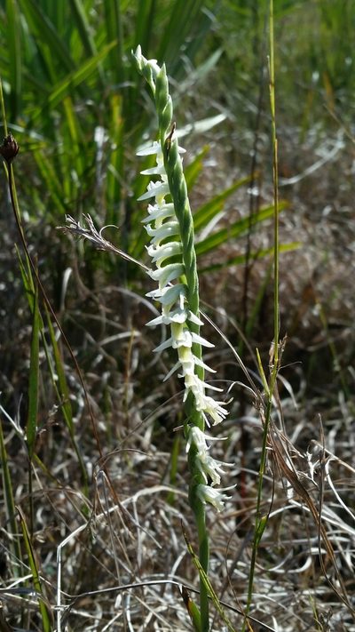 Spiranthes longilabris, photographed by Jay Horn