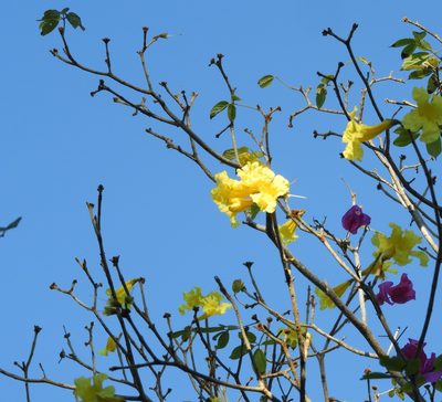 Handroanthus chrysanthus, photographed by Francisco Farriols Sarabia