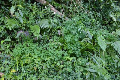 Boenninghausenia albiflora, photographed by 國立臺灣博物館