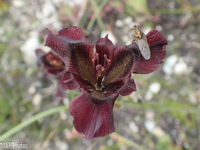 Moraea lurida, photographed by lallen