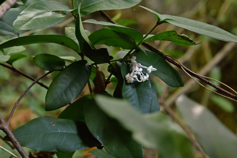 Ixora philippinensis, photographed by 國立臺灣博物館