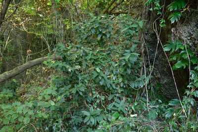 Ixora philippinensis, photographed by 國立臺灣博物館