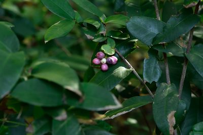 Ixora philippinensis, photographed by 國立臺灣博物館