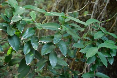 Ixora philippinensis, photographed by 國立臺灣博物館
