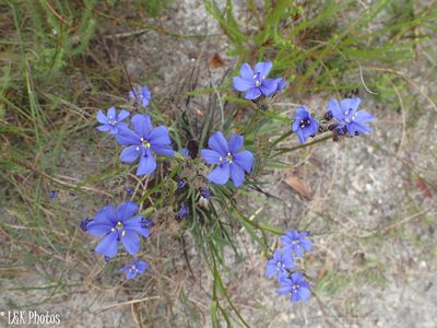 Aristea juncifolia, photographed by lallen