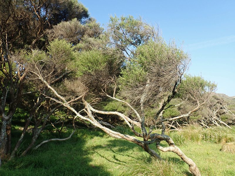 Kunzea amathicola, photographed by Peter de Lange
