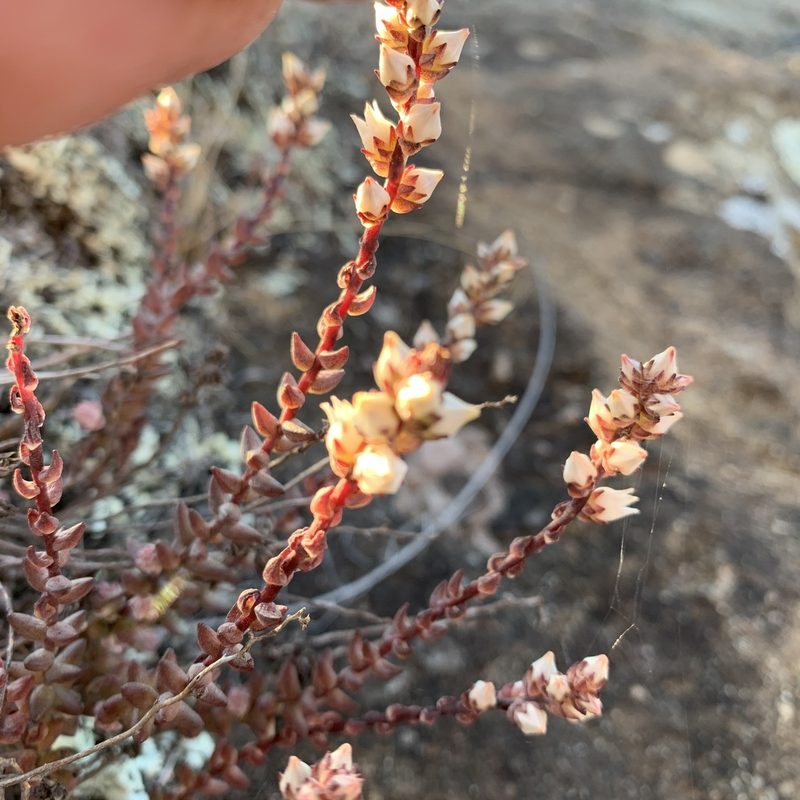 Villadia albiflora, photographed by Carlos Martorell