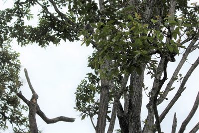 Terminalia elliptica, photographed by Ashwin Srinivasan