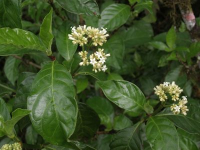 Psychotria rufipes, photographed by Jim Morefield