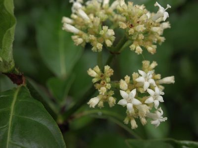 Psychotria rufipes, photographed by Jim Morefield
