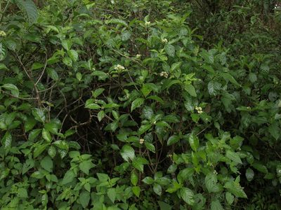 Psychotria rufipes, photographed by Jim Morefield