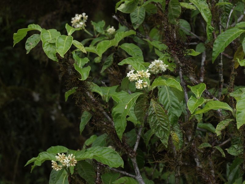 Psychotria rufipes, photographed by Jim Morefield