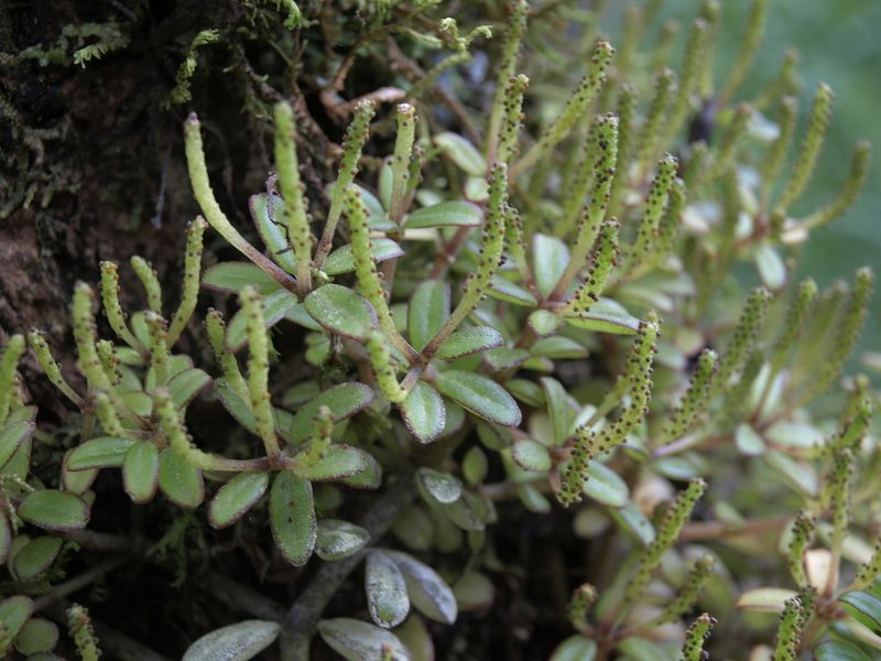 Peperomia galapagensis, photographed by Jim Morefield