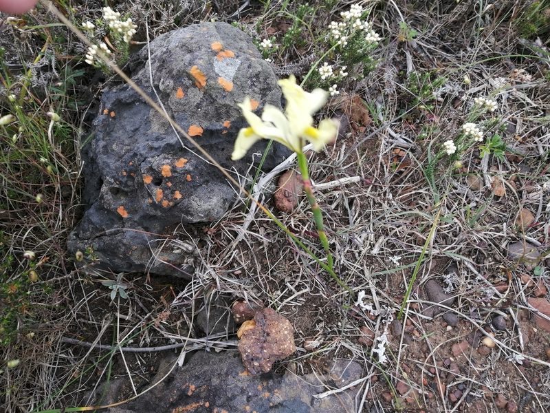 Moraea anomala, photographed by sharndreheuvel