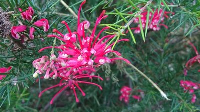 Grevillea rosmarinifolia, photographed by Tim
