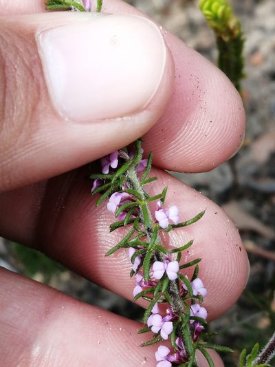 Muraltia gillettiae, photographed by sharndreheuvel