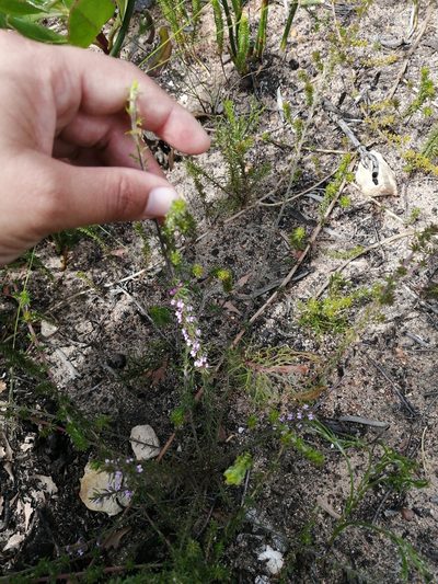 Muraltia gillettiae, photographed by sharndreheuvel
