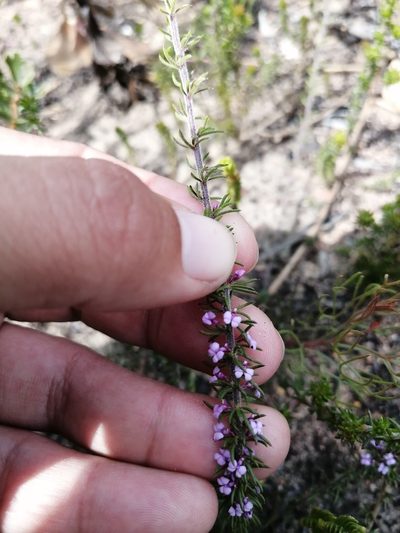 Muraltia gillettiae, photographed by sharndreheuvel