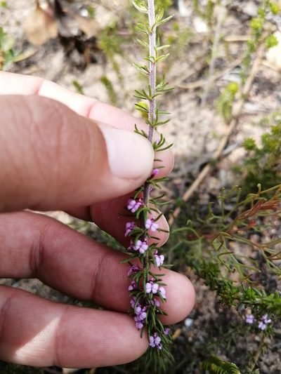 Muraltia gillettiae, photographed by sharndreheuvel