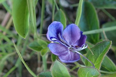 Rotheca hirsuta, photographed by Peter Warren