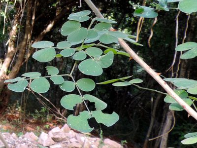 Mimosa spirocarpa, photographed by Francisco Farriols Sarabia