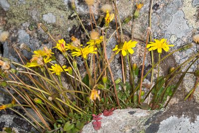 Robertia taraxacoides, photographed by Drepanostoma