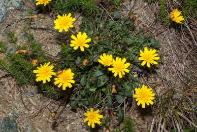 Robertia taraxacoides, photographed by Drepanostoma