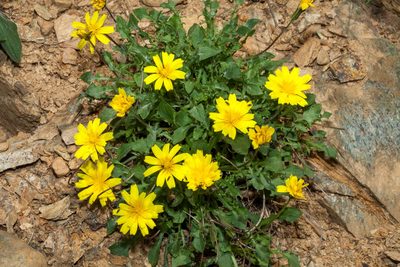 Robertia taraxacoides, photographed by Drepanostoma