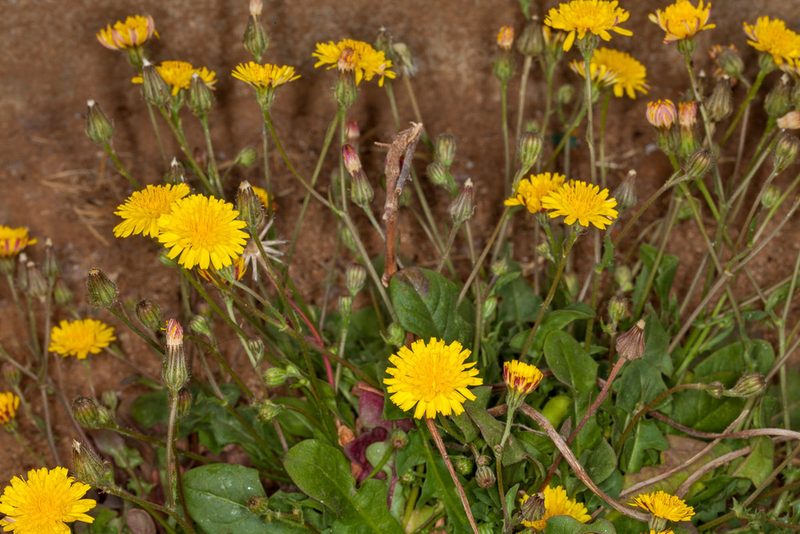 Crepis bellidifolia, photographed by Drepanostoma