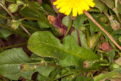 Crepis bellidifolia, photographed by Drepanostoma