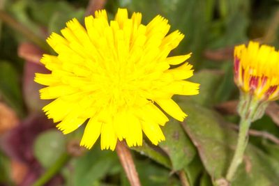 Crepis bellidifolia, photographed by Drepanostoma