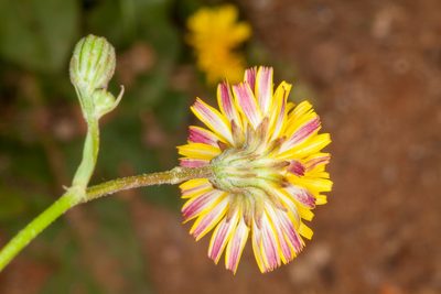 Crepis bellidifolia, photographed by Drepanostoma