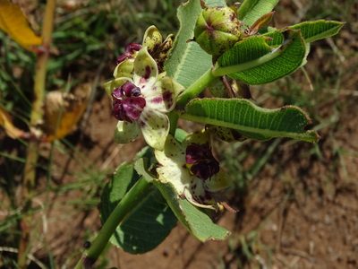 Pachycarpus natalensis, photographed by Peter Warren