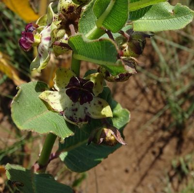 Pachycarpus natalensis, photographed by Peter Warren
