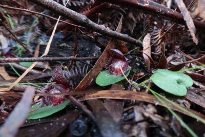 Corybas fimbriatus, photographed by Cowirrie