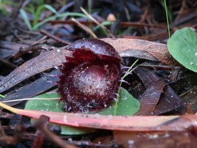 Corybas fimbriatus, photographed by Cowirrie