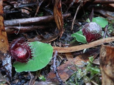 Corybas fimbriatus, photographed by Cowirrie