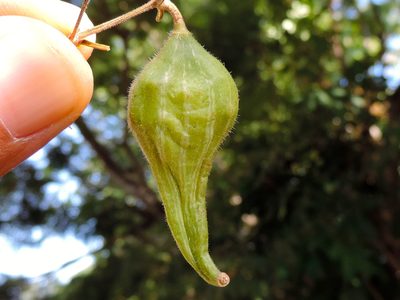 Schizocarpum palmeri, photographed by Francisco Farriols Sarabia