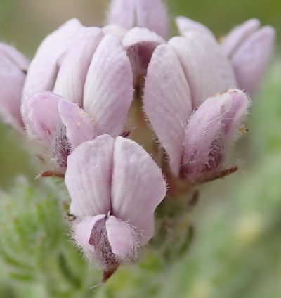 Aspalathus cerrhantha, photographed by Nicola van Berkel