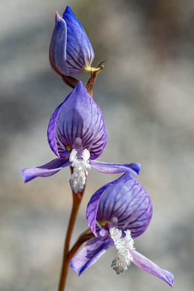 Disa venusta, photographed by magriet b