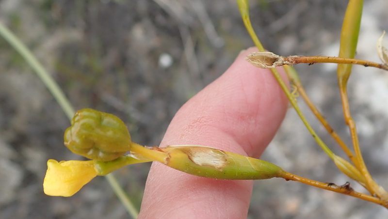Bobartia paniculata, photographed by Nicola van Berkel