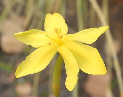 Bobartia paniculata, photographed by Nicola van Berkel