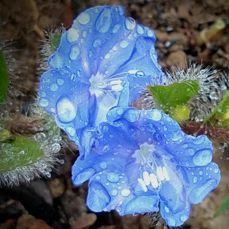 Evolvulus barbatus, photographed by Ronald Péret