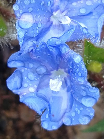 Evolvulus barbatus, photographed by Ronald Péret