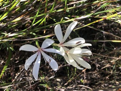 Geissorhiza confusa, photographed by Dave U