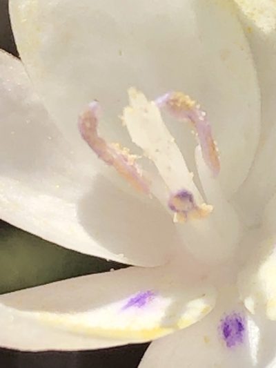 Thereianthus ixioides, photographed by Dave U