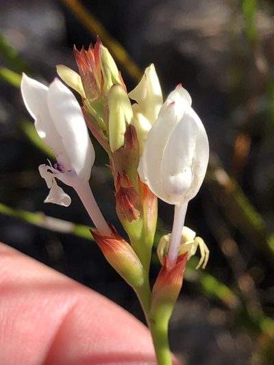 Thereianthus ixioides, photographed by Dave U